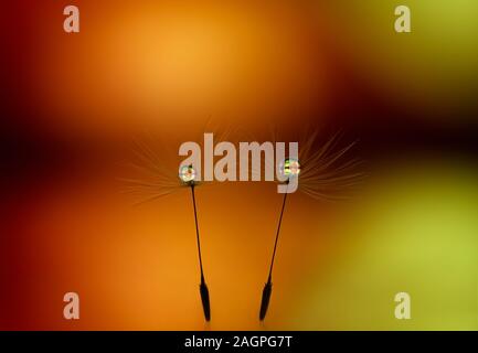 Schöne Tautropfen auf Löwenzahn Samen hautnah. Abstrakte gelb orange Hintergrund. Romantische abstraktes Bild von ein paar bei Sonnenuntergang. Stockfoto