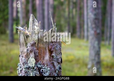 Top des verfaulten Baumstumpf eine alte getrocknete Baum gegen Pinienwald Stockfoto