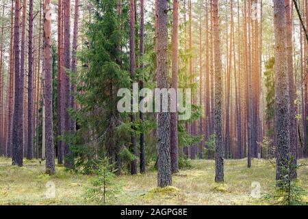 Gerade kiefer Trunks vom Schiff Kiefernwald und Teppich aus Gras und Moos unter Stockfoto