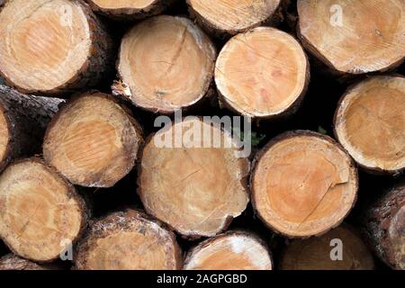 Große Stapel von frisch geschnittenen Kiefer-maschinenbordbuch endet auf einem Wald closeup Saw Mill Stockfoto