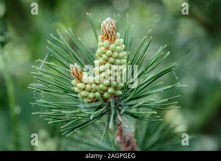 Kiefer Blüte closeup. Kiefer Zweig mit gelben Pollen, Kegel bei sonnigem Wetter. Mountain Pine Blüten. Immergrüne Nadelbäume. Stockfoto