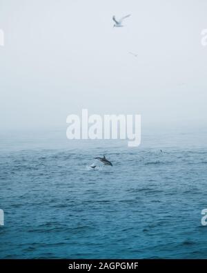 Vertikale Aufnahme eines friedlichen Meeresblick mit dem schwimmenden Delfin im dunkelblauen Ozean Stockfoto