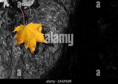 Einem hohen Winkel closeup Schuß eines schönen gelben Blatt auf dem Stein gefallen. Stockfoto