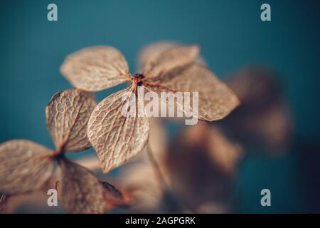 Trockene texturierte Hortensie Blütenblätter auf einem dunkelblauen Hintergrund. Getrocknete Blüten Hortensie. Potpourri Makro. Stockfoto
