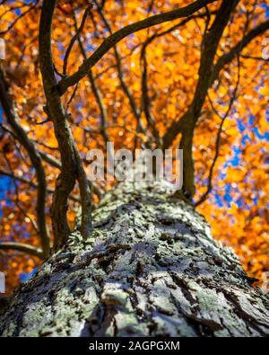 Niedriger Winkel vertikale Aufnahme des dicken texturierten Baumstamms Mit seinen gelben Herbstblättern oben Stockfoto