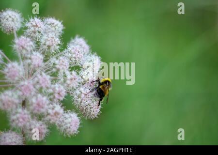 Ein pelziger gestreifte Hummel auf einer giftigen weißen Blume eines Wasser Hemlock auf grünem Hintergrund sitzt. Close-up, Seitenansicht. Giftige Pflanze. Stockfoto