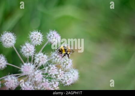 Ein pelziger gestreifte Hummel auf einer giftigen weißen Blume eines Wasser Hemlock auf grünem Hintergrund sitzt. Texturierte Flügeln. Close-up. Giftige Pflanze. Stockfoto