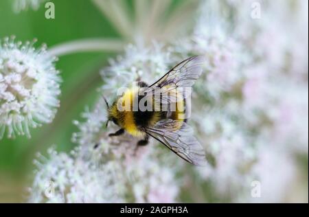 Ein pelziger gestreifte Hummel auf einer giftigen weißen Blume eines Wasser Hemlock auf grünem Hintergrund sitzt. Texturierte Flügeln. Nahaufnahme, Ansicht von oben, Makro. Stockfoto