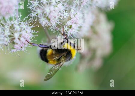 Ein pelziger gestreifte Hummel auf einer giftigen weißen Blume eines Wasser Hemlock auf grünem Hintergrund sitzt. Texturierte Flügeln. Close-up, Seitenansicht. Stockfoto