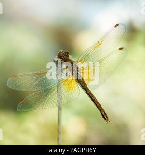 Libelle auf gelbem Hintergrund, Makro. Libelle sitzt auf einem trockenen Grashalm. Texturierte Flügeln. Hellen Sommertag. Sympetrum sanguineum. Stockfoto