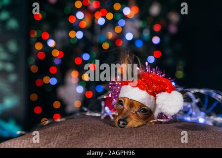 Der Toy Terrier ist ein gelbes New Year's Hund. Stockfoto