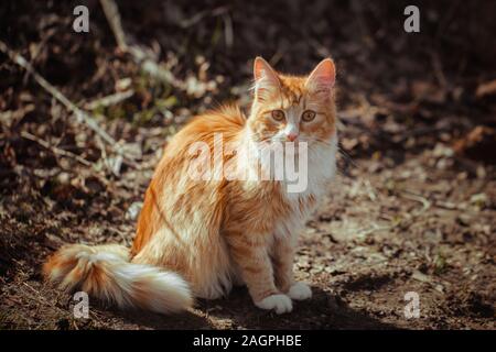 Rot gestreifte flauschige Katze sitzt auf dem Boden. Ein streunender junge Katze mit Ingwer und weißen Fell. Eine einsame Katze sitzt und Sie auf der Suche, Ansicht von vorne. Stockfoto
