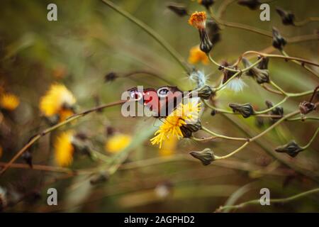 Schöne nymphalis io Schmetterling Tagpfauenauge auf gelbe Blume. Schmetterling im Feld auf einem Grün Gelb verschwommenen Hintergrund. Abstrakt floral backgr Stockfoto