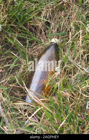 Eine Flasche Bier in der Mitte ein Feld Kräuter, Müll in der Natur Stockfoto