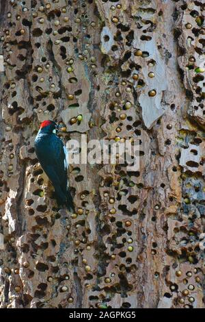 Eine Eichel, Specht, Melanerpes formicivorus, mit einer Eichel ist der Schnabel auf einem Baumstamm voller Löcher. Stockfoto