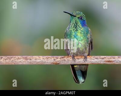 Ein geringerer Violetear (Colibri cyanotus) im San Gerardo de Dota Gegend von Costa Rica. Stockfoto