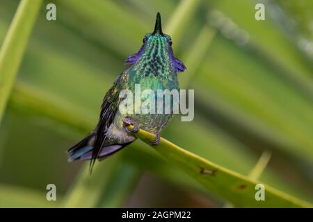 Ein geringerer Violetear (Colibri cyanotus) im San Gerardo de Dota Gegend von Costa Rica. Stockfoto