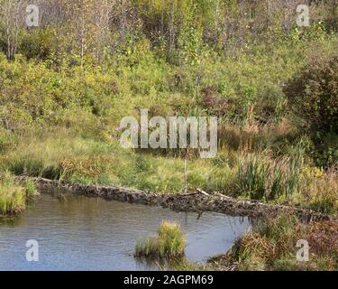 Beaver Damm am Opimihaw Creek in einer Präriestraße im Wanuskewin Heritage Park Stockfoto