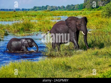 Eine Mutter Afrikanischer Elefant führt ihre nasse Baby aus dem Wasser und auf einem grasbewachsenen Ufer, nach dem Schwimmen über einen Fluss in der üppigen, grünen Okavango Delta Stockfoto