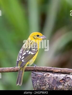 Ein erwachsenes Weibchen Flamme - farbige Tanager (Piranga bidentata) im Nebelwald von Costa Rica. Männchen sind mehr orange und rot als die Weibchen. Stockfoto