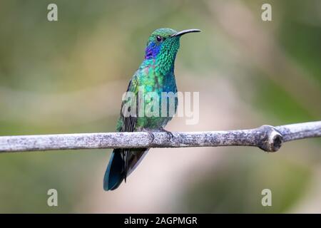 Ein geringerer Violetear (Colibri cyanotus) im San Gerardo de Dota Gegend von Costa Rica. Stockfoto