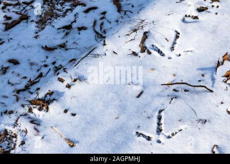 Die Spuren eines wilden Truthahn (Meleagris gallopavo) erscheinen im Schnee in den Wald, durch den Oberseiten der gefallenen Blätter im Herbst, die gerade peeki sind umgeben Stockfoto