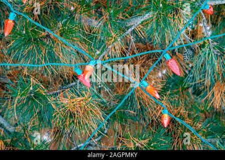 Red outdoor Christmas lights auf einem im Evergreen Pine Tree kommen sich in die grünen Drähte über die orange und grüne Nadeln und braun Tannenzapfen Stockfoto