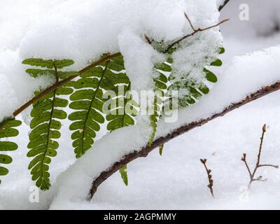 Farnblätter in einem Wald sind noch Grün in den frühen Winter, aber Schnee haben häufen sich Auf der Oberseite von Ihnen. Stockfoto