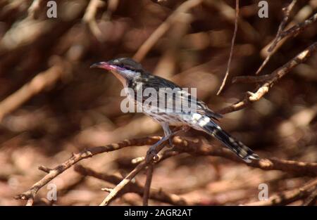 Stachelige ist HONEYEATER (ACANTHAGENYS RUFOGULARIS) WESTERN AUSTRALIA. Stockfoto