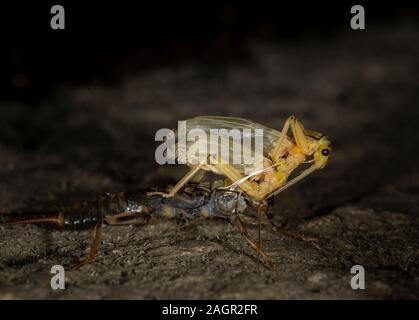 Emerging stonefly, Perla bipunctata, da es läßt die abschließende instar ein Erwachsener zu werden. Auf dem Fluss in Stanhope Stepping Stones tragen. Stockfoto