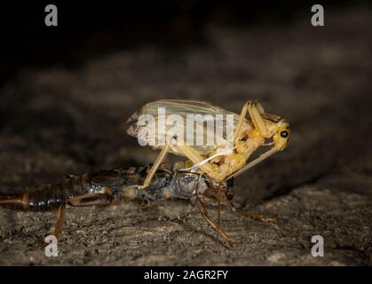 Emerging stonefly, Perla bipunctata, da es läßt die abschließende instar ein Erwachsener zu werden. Auf dem Fluss in Stanhope Stepping Stones tragen. Stockfoto