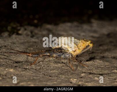 Emerging stonefly, Perla bipunctata, da es läßt die abschließende instar ein Erwachsener zu werden. Auf dem Fluss in Stanhope Stepping Stones tragen. Stockfoto