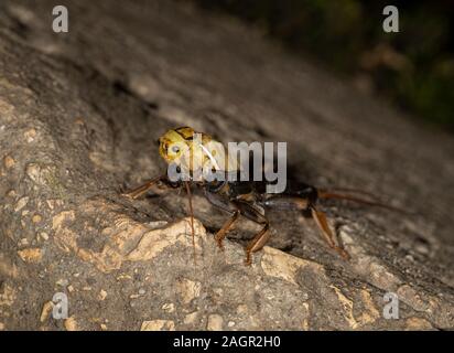 Emerging stonefly, Perla bipunctata, da es läßt die abschließende instar ein Erwachsener zu werden. Auf dem Fluss in Stanhope Stepping Stones tragen. Stockfoto