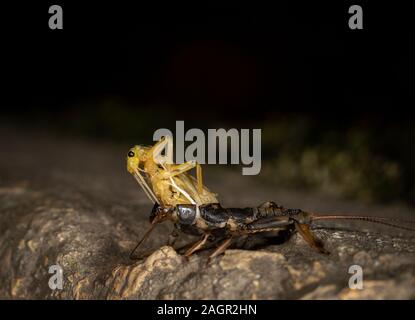 Emerging stonefly, Perla bipunctata, da es läßt die abschließende instar ein Erwachsener zu werden. Auf dem Fluss in Stanhope Stepping Stones tragen. Stockfoto