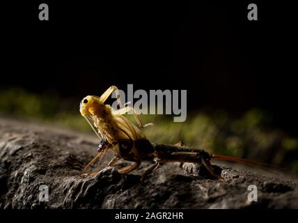 Emerging stonefly, Perla bipunctata, da es läßt die abschließende instar ein Erwachsener zu werden. Auf dem Fluss in Stanhope Stepping Stones tragen. Stockfoto