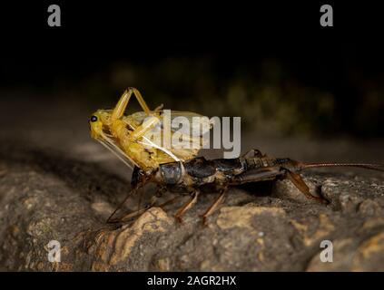 Emerging stonefly, Perla bipunctata, da es läßt die abschließende instar ein Erwachsener zu werden. Auf dem Fluss in Stanhope Stepping Stones tragen. Stockfoto