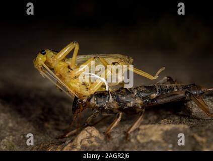 Emerging stonefly, Perla bipunctata, da es läßt die abschließende instar ein Erwachsener zu werden. Auf dem Fluss in Stanhope Stepping Stones tragen. Stockfoto