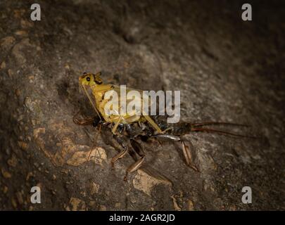 Emerging stonefly, Perla bipunctata, da es läßt die abschließende instar ein Erwachsener zu werden. Auf dem Fluss in Stanhope Stepping Stones tragen. Stockfoto