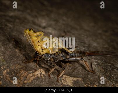 Emerging stonefly, Perla bipunctata, da es läßt die abschließende instar ein Erwachsener zu werden. Auf dem Fluss in Stanhope Stepping Stones tragen. Stockfoto