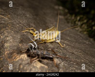 Emerging stonefly, Perla bipunctata, da es läßt die abschließende instar ein Erwachsener zu werden. Auf dem Fluss in Stanhope Stepping Stones tragen. Stockfoto