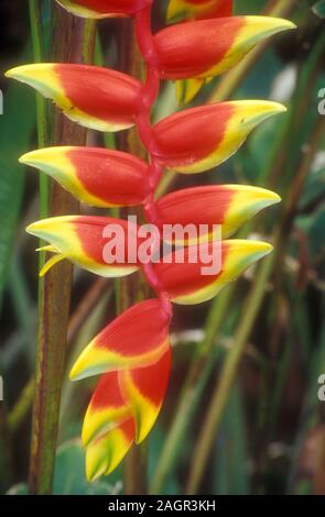 NAHANSICHT VON HELICONIA PENDULA-BLÜTE. AUSTRALIEN. Stockfoto