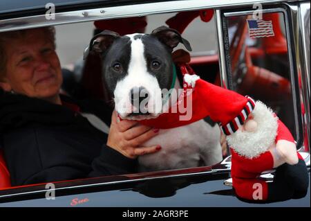 12/01/12 12:43:48 PM - Souderton, PA: Ein Hund das Tragen eines Holiday themed Schal Fahrten in einem alten Auto während der souderton/Telford Holiday Parade Deze Stockfoto