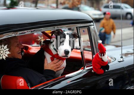 12/01/12 12:43:50 PM - Souderton, PA: Ein Hund das Tragen eines Holiday themed Schal Fahrten in einem alten Auto während der souderton/Telford Holiday Parade Deze Stockfoto