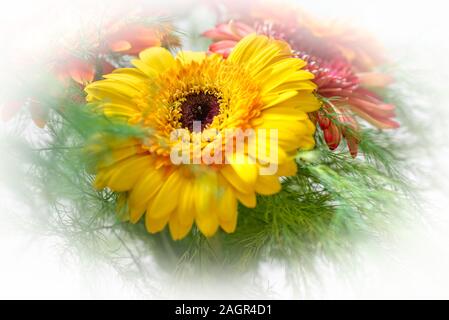 Stilisierte Foto von fünf Gerbera Blumen auf einem rosa Hintergrund. Gelb, Rosa, Rot, Orange Gerbera auf einem hellen Hintergrund. Bunt blühende Gerb Stockfoto