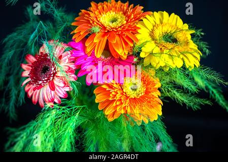 Stilisierte Foto von fünf Gerbera Blumen auf einem rosa Hintergrund. Gelb, Rosa, Rot, Orange Gerbera auf einem hellen Hintergrund. Bunt blühende Gerb Stockfoto