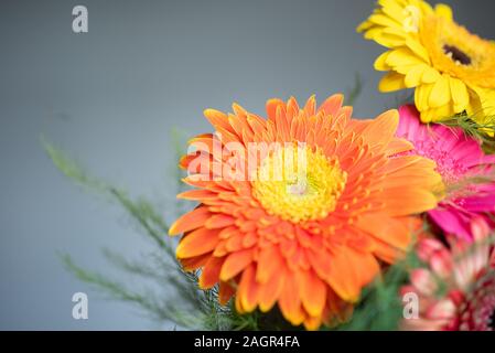 Stilisierte Foto von fünf Gerbera Blumen auf einem rosa Hintergrund. Gelb, Rosa, Rot, Orange Gerbera auf einem hellen Hintergrund. Bunt blühende Gerb Stockfoto