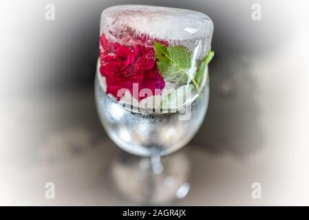 Rose Blume in Eis Stockfoto