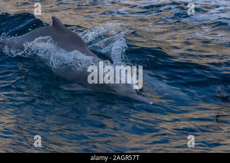 Indo-Pazifischen humpback Delphine (Sousa chinensis), Musandam, Oman in der Nähe von Khasab in den Fjorden in und aus dem Wasser springen von Dhow Boote. Stockfoto