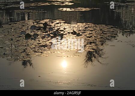 Sun Reflexion über Wasser im Sonnenuntergang am Abend Stockfoto