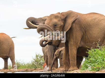 Seite auf Ansicht und Nahaufnahme der Herde, Gruppe, Familie der Afrikanischen Elefanten (Loxodonta africana) Trinken an einem Wasserloch in Madikwe Game Reserve, Südafrika Stockfoto